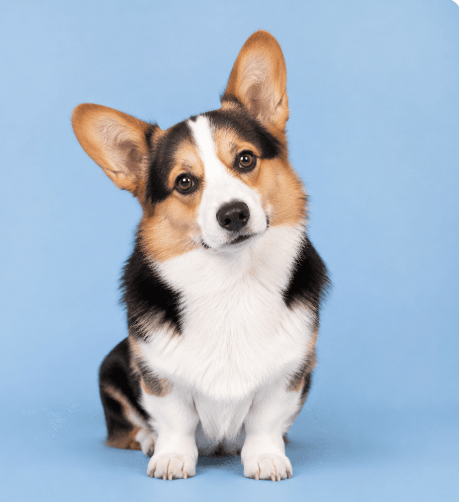 Example reference photo of a corgi with its head tilted